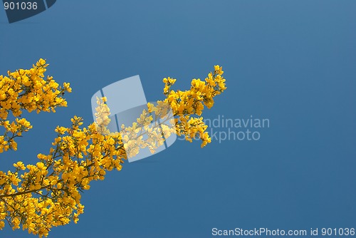 Image of Flowering shrub