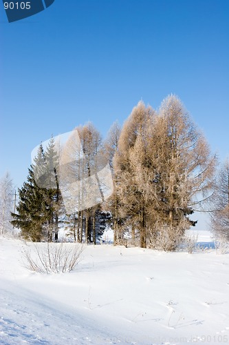 Image of Frosten trees