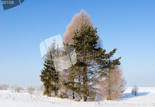 Image of Frosten trees