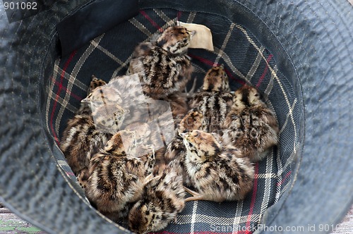 Image of Grey Partridge (Perdix perdix)