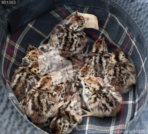 Image of Grey Partridge (Perdix perdix)