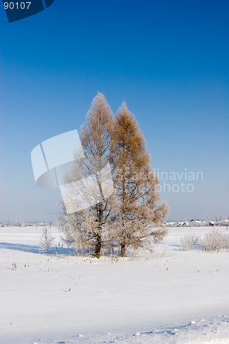 Image of Frosten larches, Winter landscape