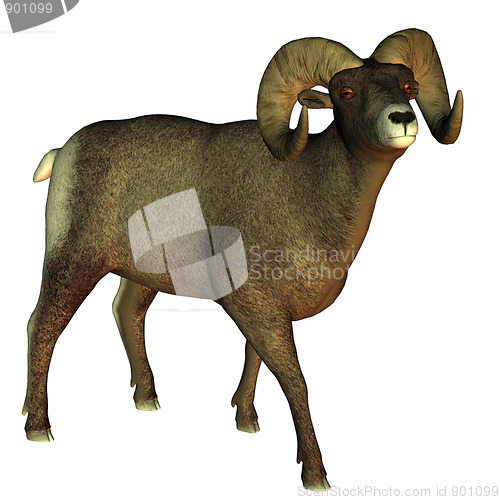 Image of thickhornsheep