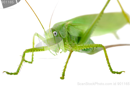 Image of Locust