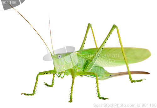 Image of Locust