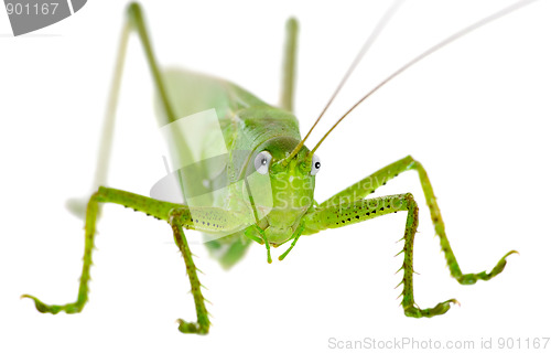 Image of Locust