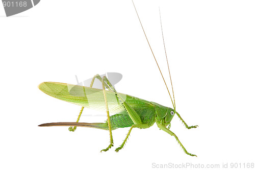 Image of Locust