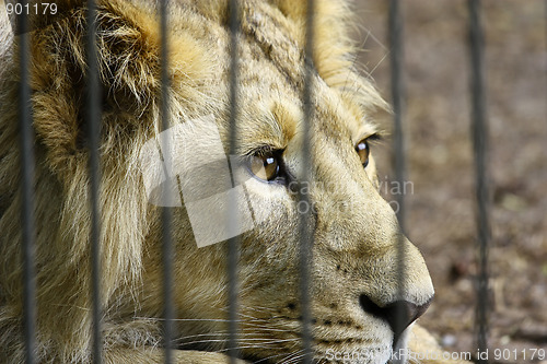 Image of Lion