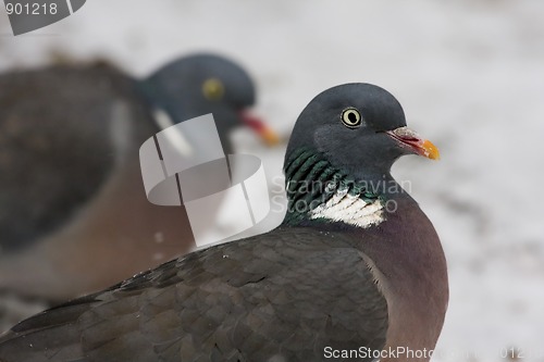 Image of wood pigeon