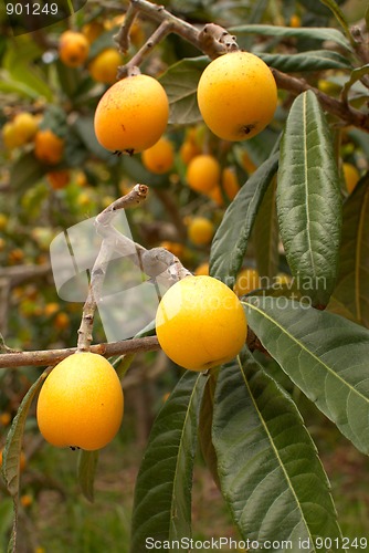 Image of Loquats