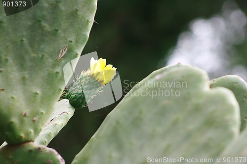 Image of Cactus flower