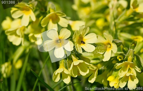 Image of Cowslip