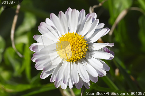 Image of Daisy