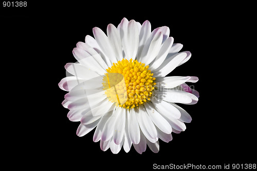 Image of Daisy