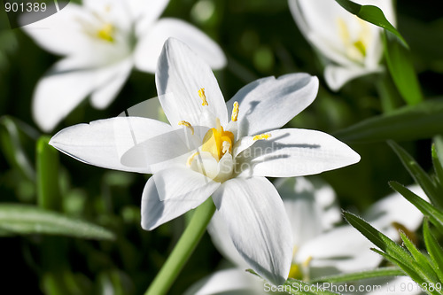 Image of Star of Bethlehem