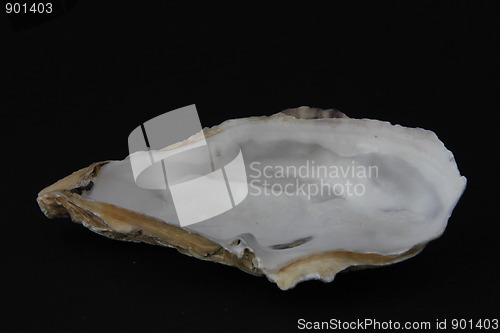Image of Auster
