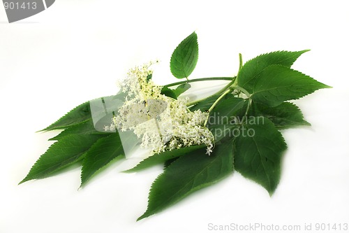 Image of Elder flower