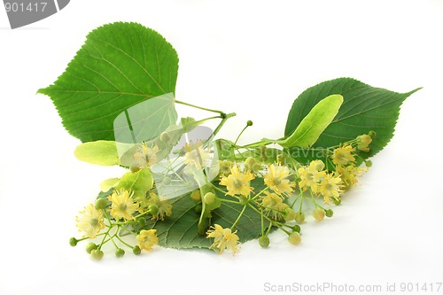 Image of Linden blossom