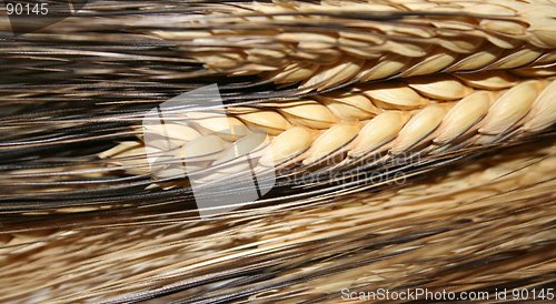 Image of Wheat