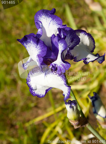 Image of Blue and White Iris
