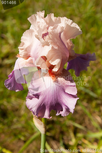 Image of Pink Iris