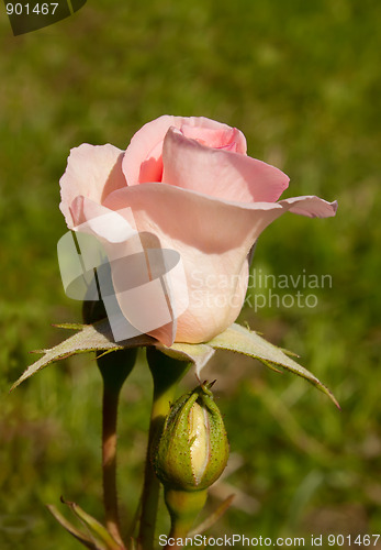 Image of Garden Pink Rose