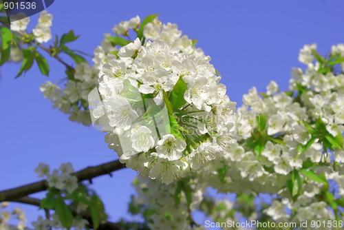 Image of cherry blossom