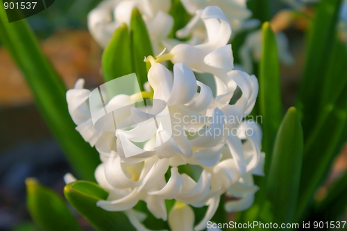 Image of hyacinth