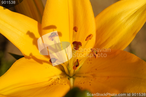Image of Lily