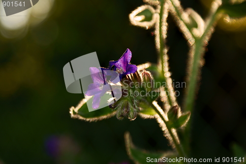 Image of Anchusa