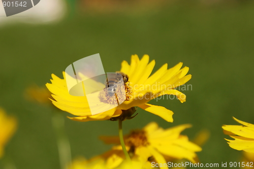 Image of flower