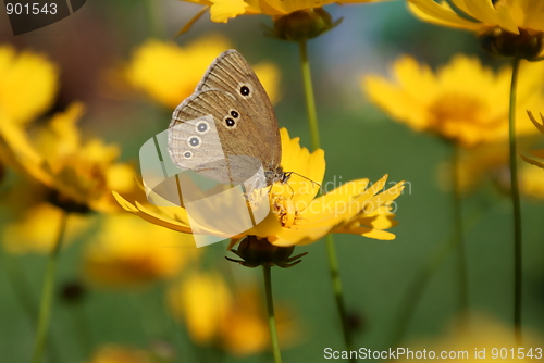 Image of Butterfly