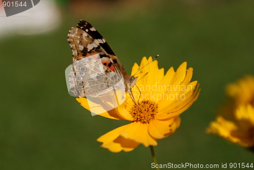 Image of Butterfly