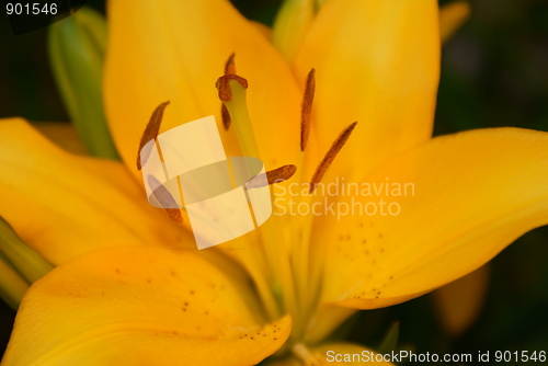 Image of Lily