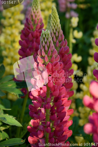 Image of lupin