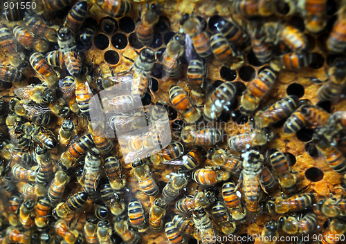 Image of queenbee on honeycomb 