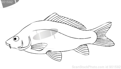 Image of carp