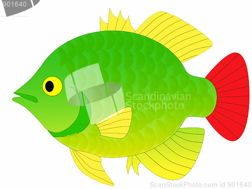 Image of fish