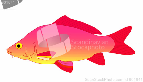 Image of pink carp