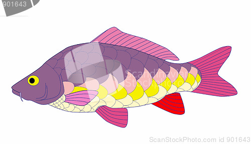 Image of carp