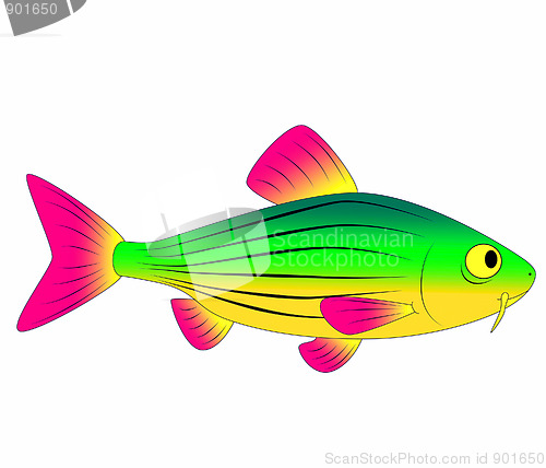 Image of colorful fish