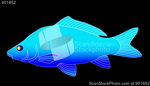 Image of blue carp