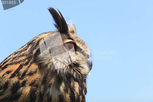 Image of Portrait of an owl