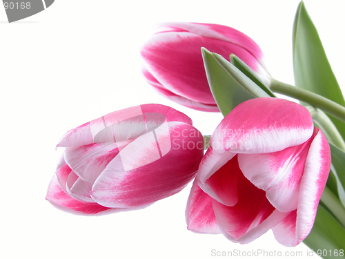 Image of beauty in pink