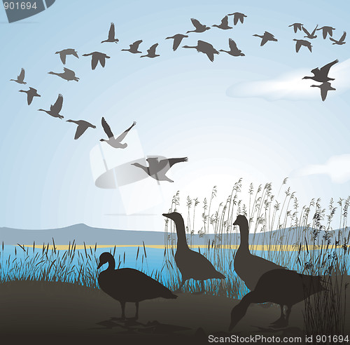 Image of Before migrating geese
