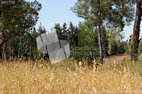 Image of Yellow grass and green forest in bright summer day 