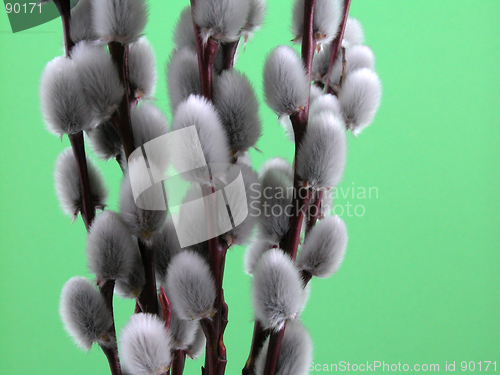 Image of willow twig