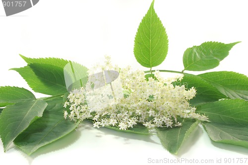 Image of Elderflower