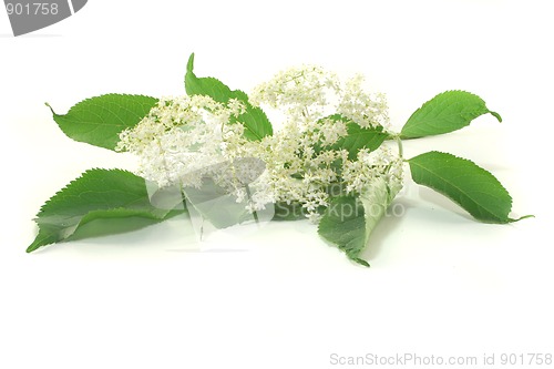 Image of Elderflower