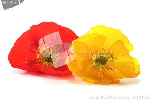 Image of Iceland Poppy